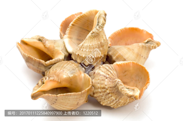 鳥(niǎo)蛤殼