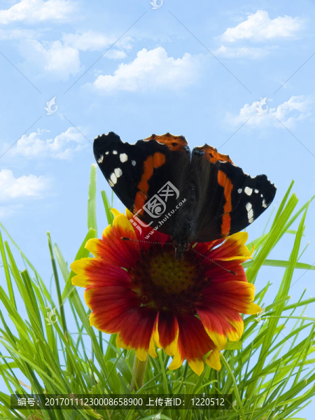 蝴蝶花