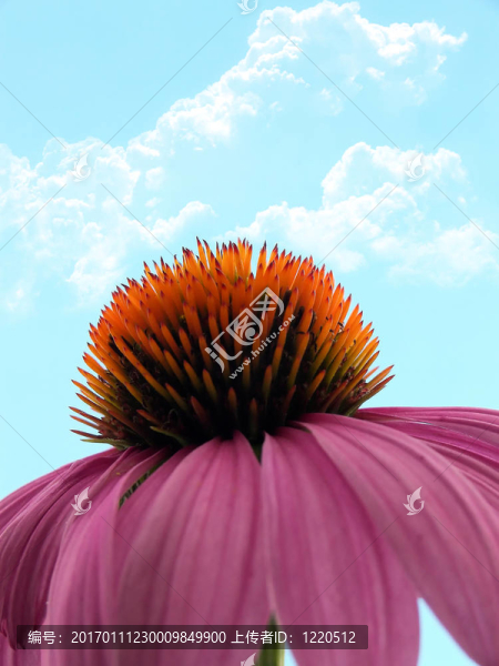 松果菊