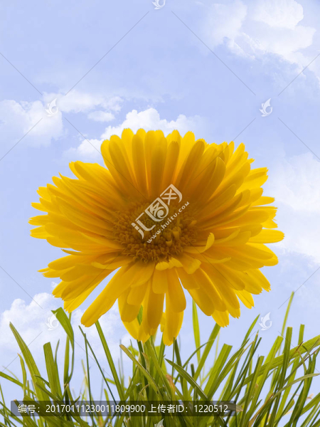 金盞花