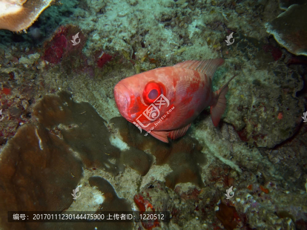 紅色的熱帶魚