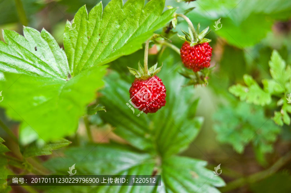 野草莓