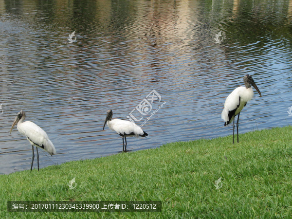 組woodstorks