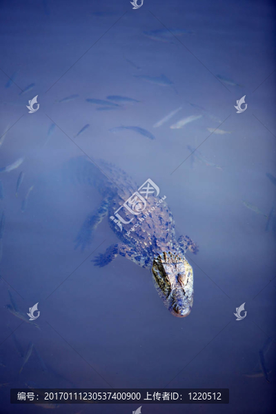 鱷魚浮