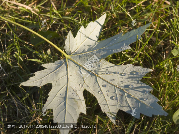 楓葉-匯圖網(wǎng) www.fosd68.com 楓葉