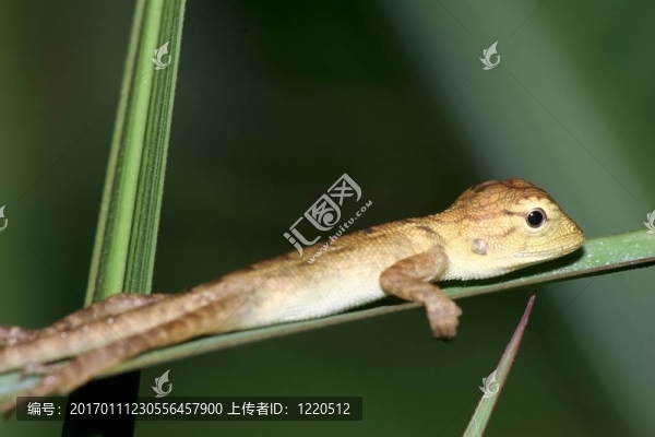 嬰兒蜥蜴在一個單一的草地上