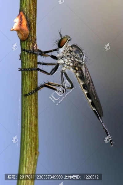 predatorfly在干