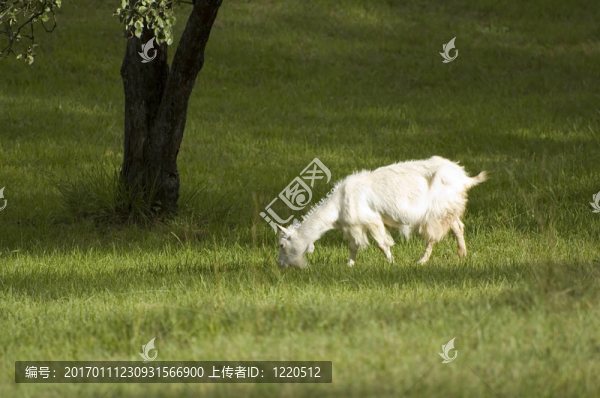 山羊
