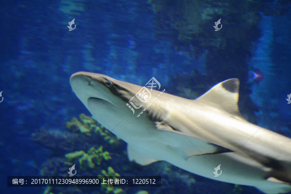 水族館-匯圖網(wǎng) www.fosd68.com 水族館