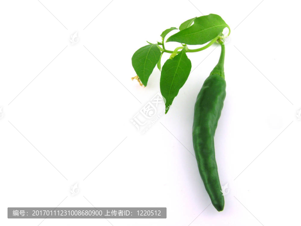 香料.佩珀。