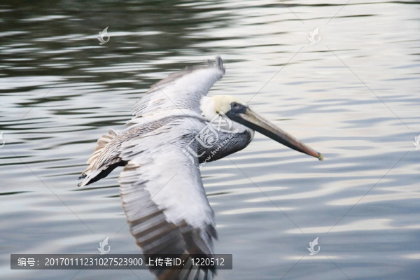 白鵜鶘飛行