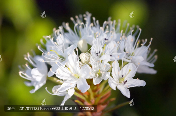 拉布拉多茶