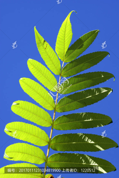 樹(shù)葉反對(duì)天空