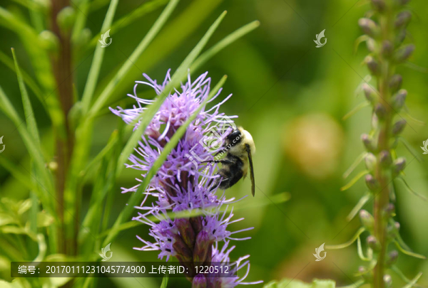 蜜蜂