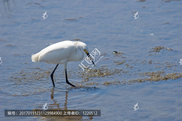 在沼澤地里走