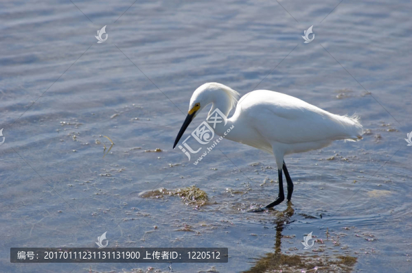 在沼澤地里看