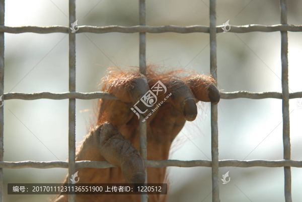 猩猩的手