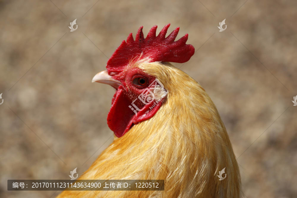 農(nóng)家雞