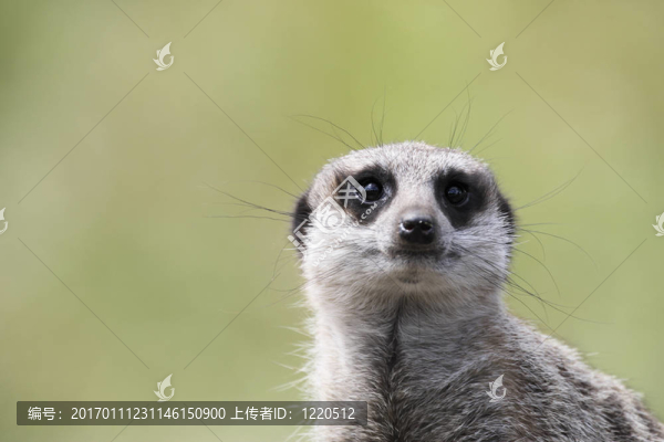 單貓鼬