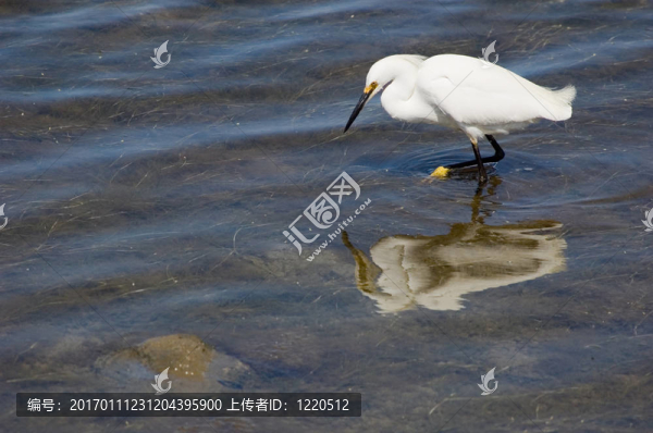 淺水捕魚
