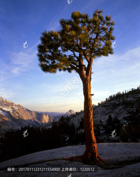 mn0591olmstedpointpinetree