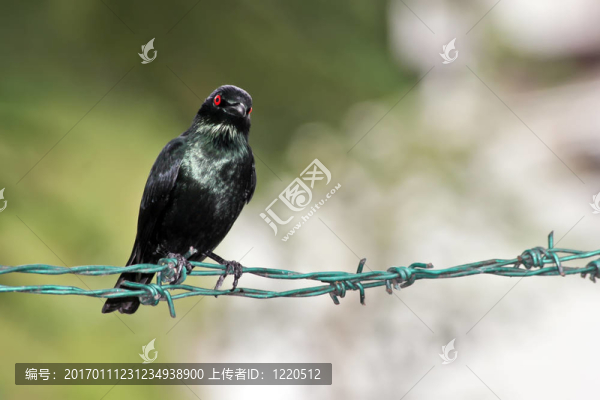 亞洲輝椋鳥在鐵絲網(wǎng)