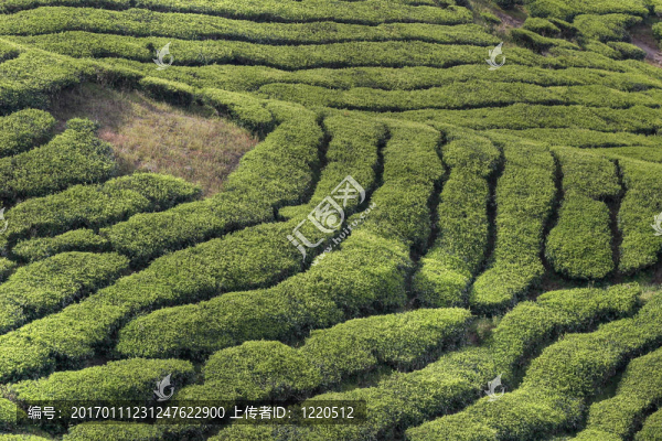卡梅倫茶園