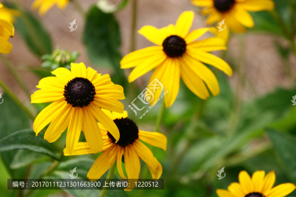棕色眼睛Susans