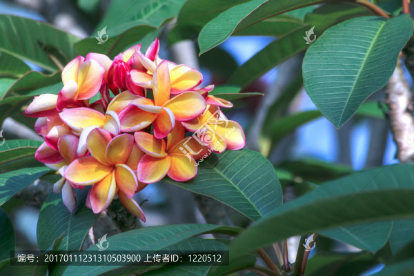 彩虹的雞蛋花
