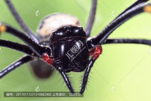 大球體蜘蛛特寫