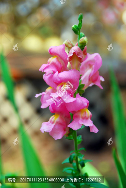 開花彈龍
