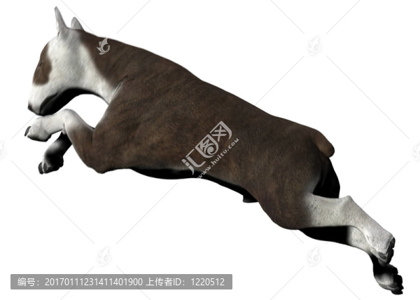 斗牛梗-,02