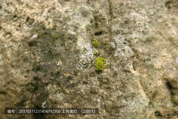 巖石表面近距離