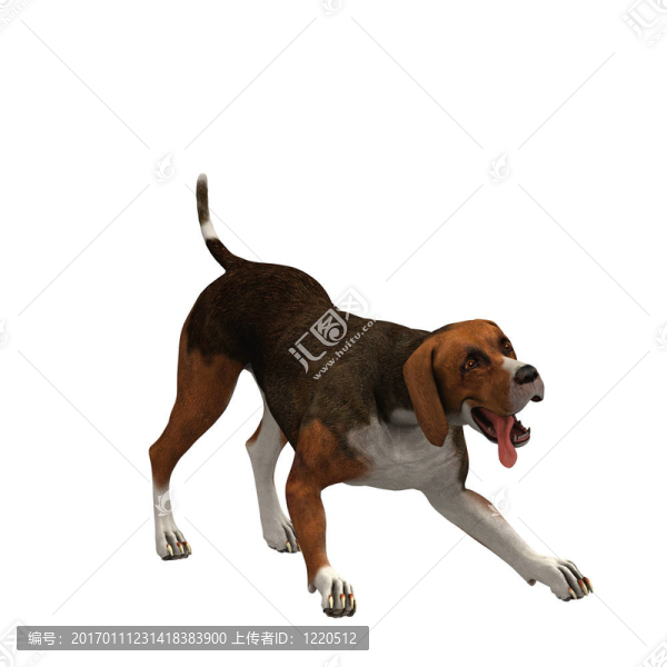 黑色-,24,Beagle,brown