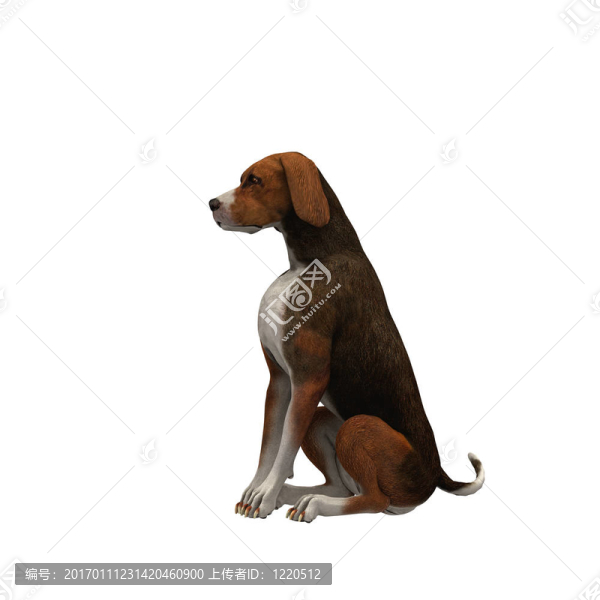 黑色-,01,Beagle,brown