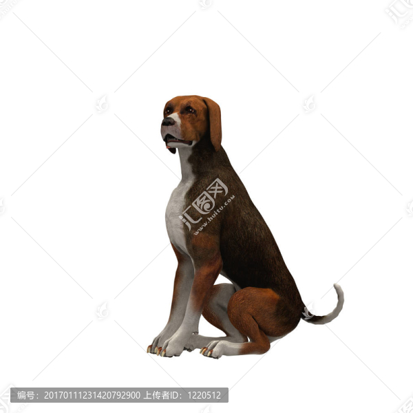 黑色-,02,Beagle,brown