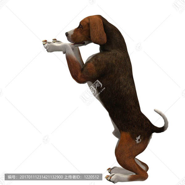 黑色-,22,Beagle,brown