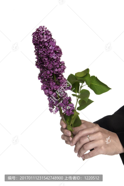 丁香花