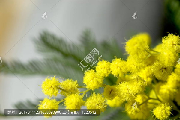 含羞草
