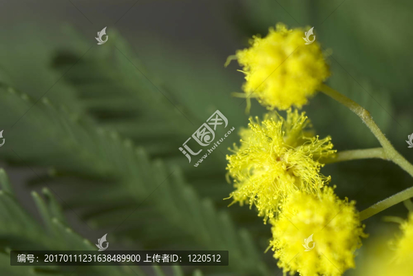 含羞草