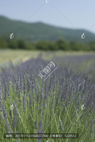 薰衣草-匯圖網(wǎng) www.fosd68.com 薰衣草