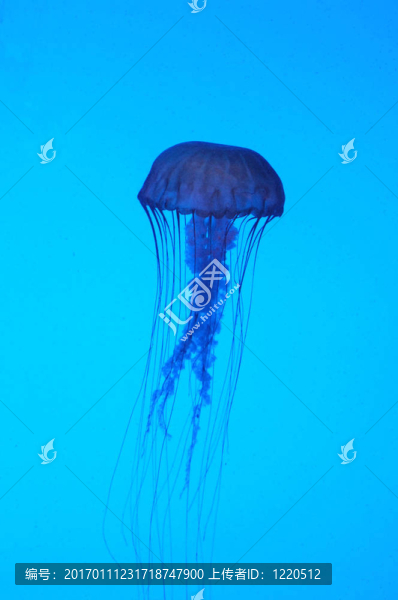 水母