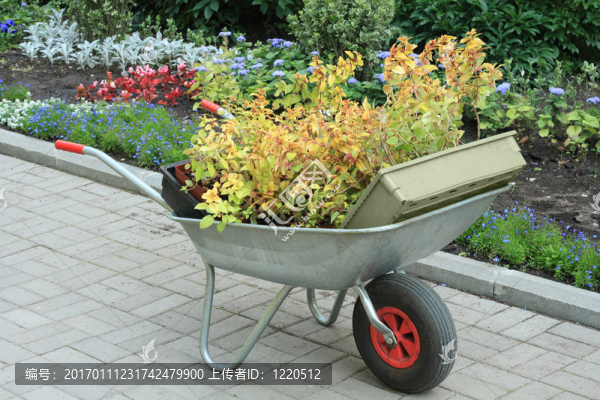 獨輪車充滿植物