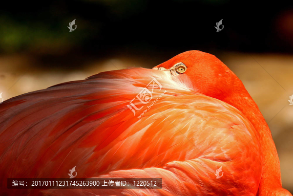 火烈鳥(niǎo)