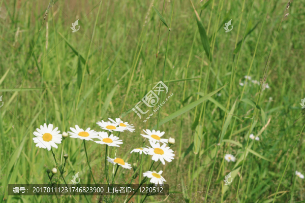 用甘菊草