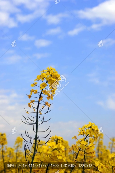 油菜種子