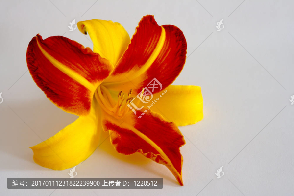 Daylily（萱草）