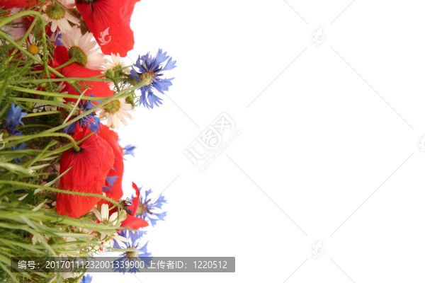 野夏花