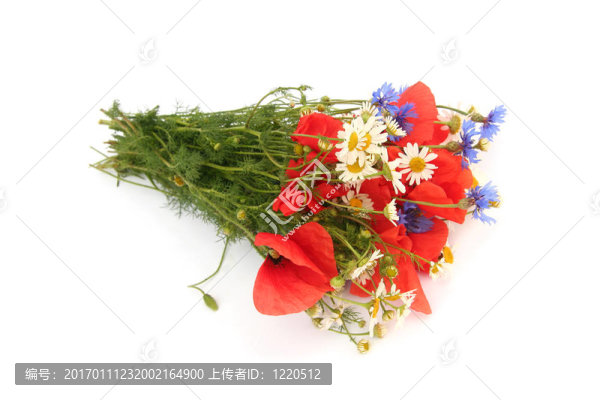 野夏花