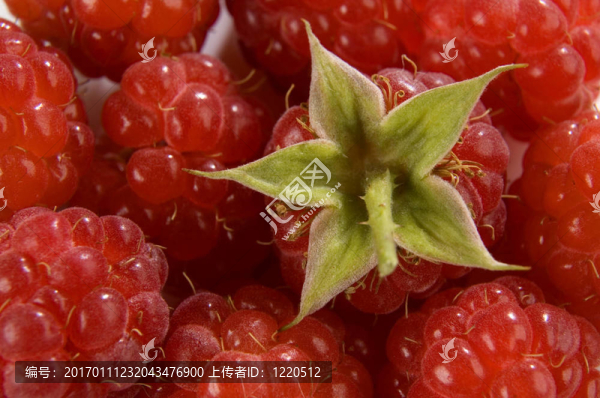 漿果